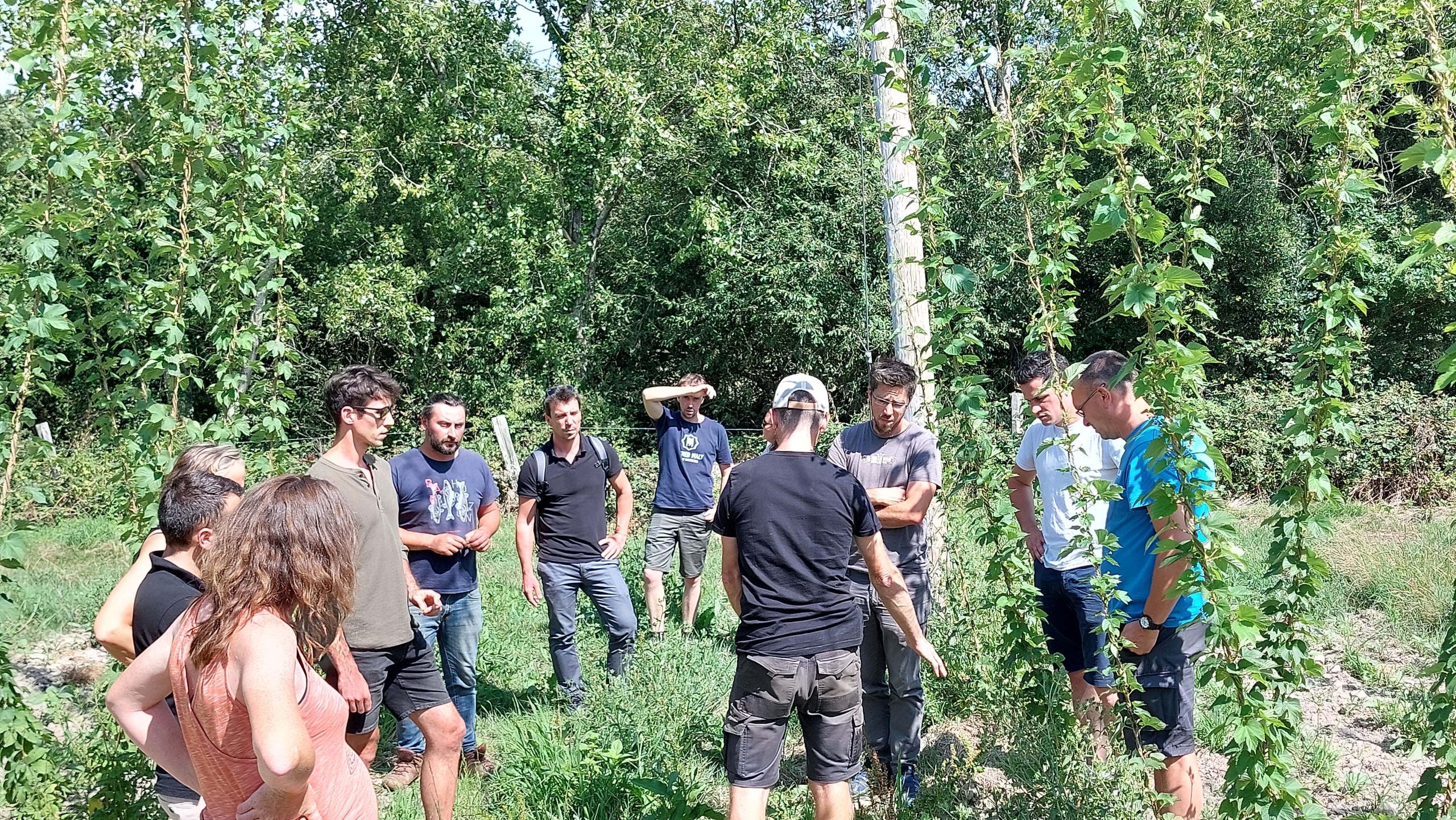 Houblon De L'ouest Houblon Bio