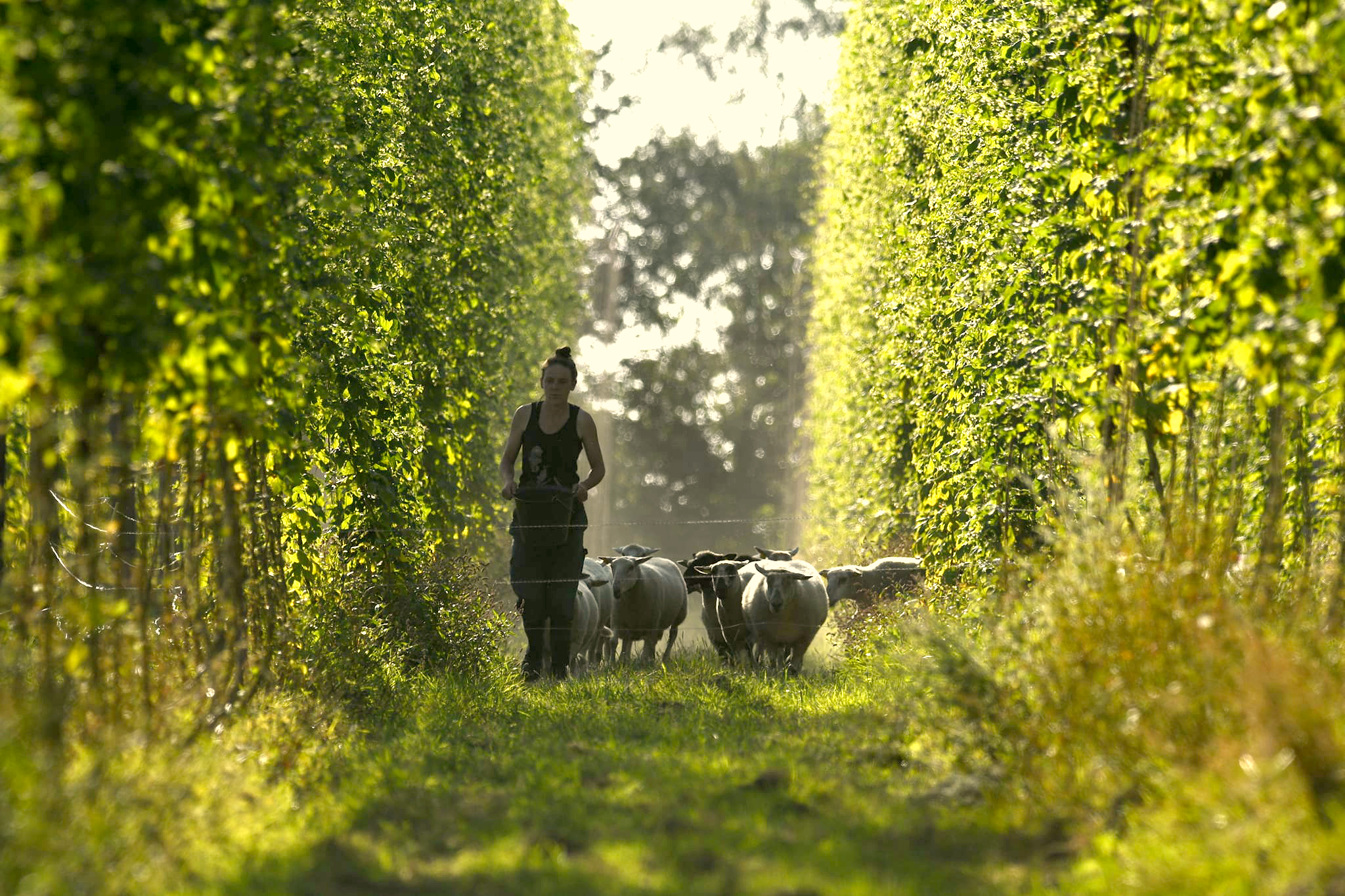 Houblon Moutons Fond Footer