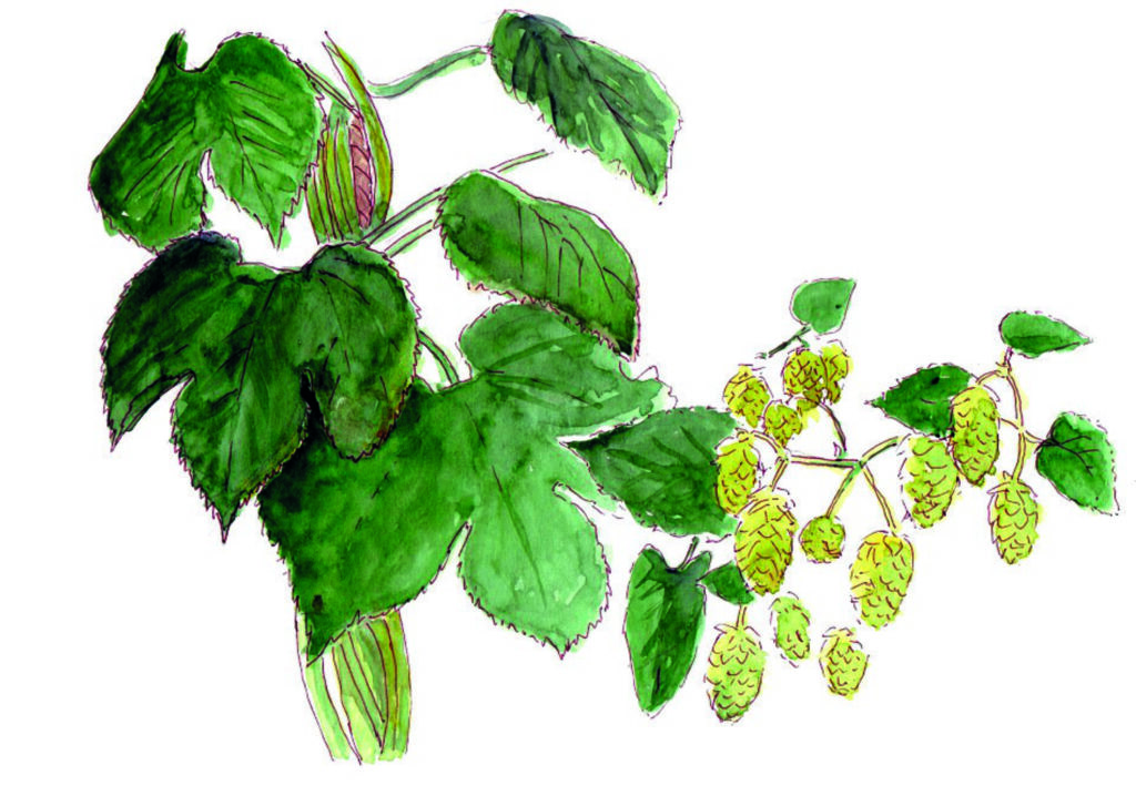 Dessin Feuille Et Fleurs De Houblon