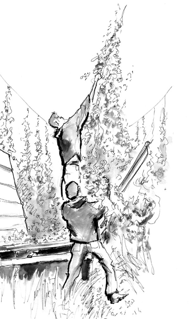 Dessin Houblonniers